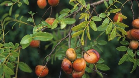 Copaiba Flower